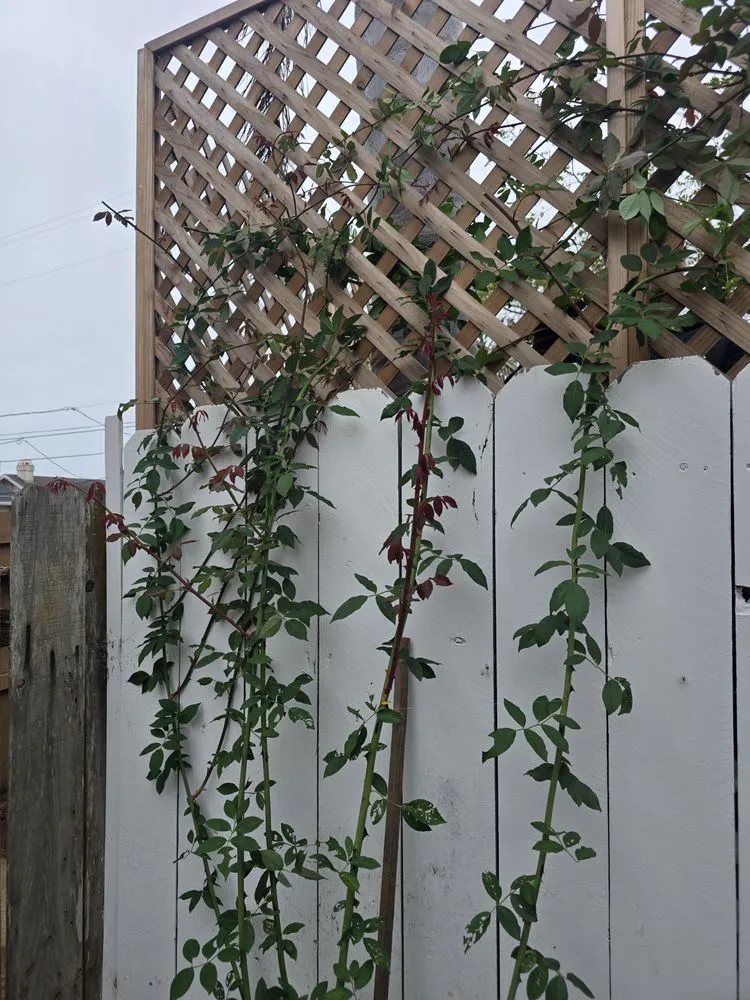 Expert landscape installation for outdoor upgrades in Grover Beach, CA by Total Home Care and Concierge