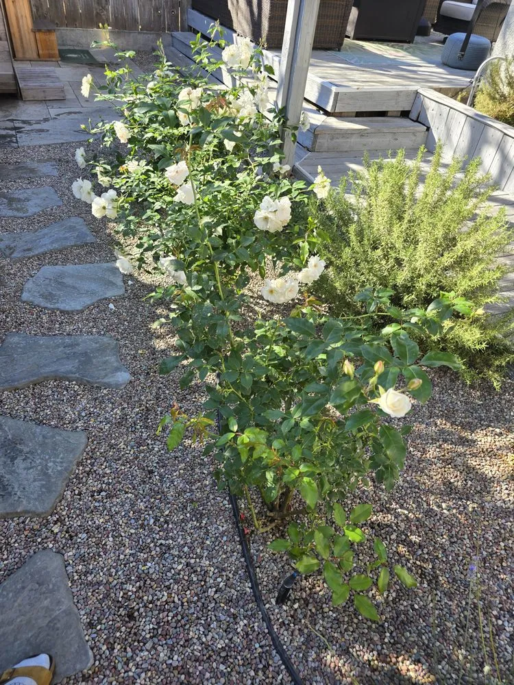 Custom outdoor landscaping near you in Grover Beach, CA by Total Home Care and Concierge