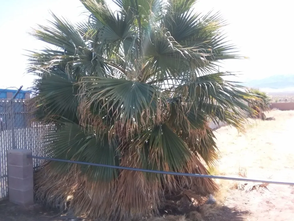 Trusted residential landscaping in Mesquite, NV - Total Home Care