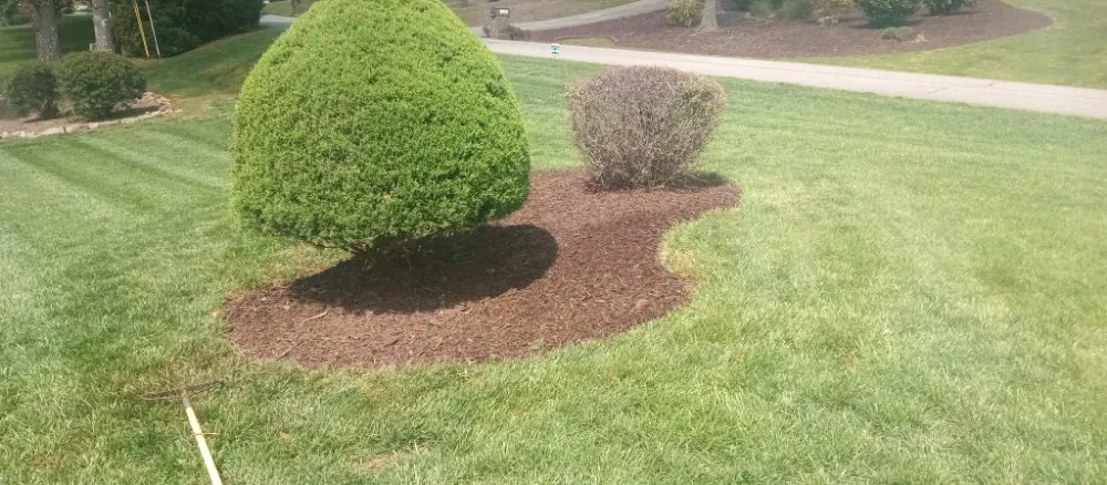 Trusted yard cleanup service for beautiful yards across Toccoa, GA - Total Image Lawn Care