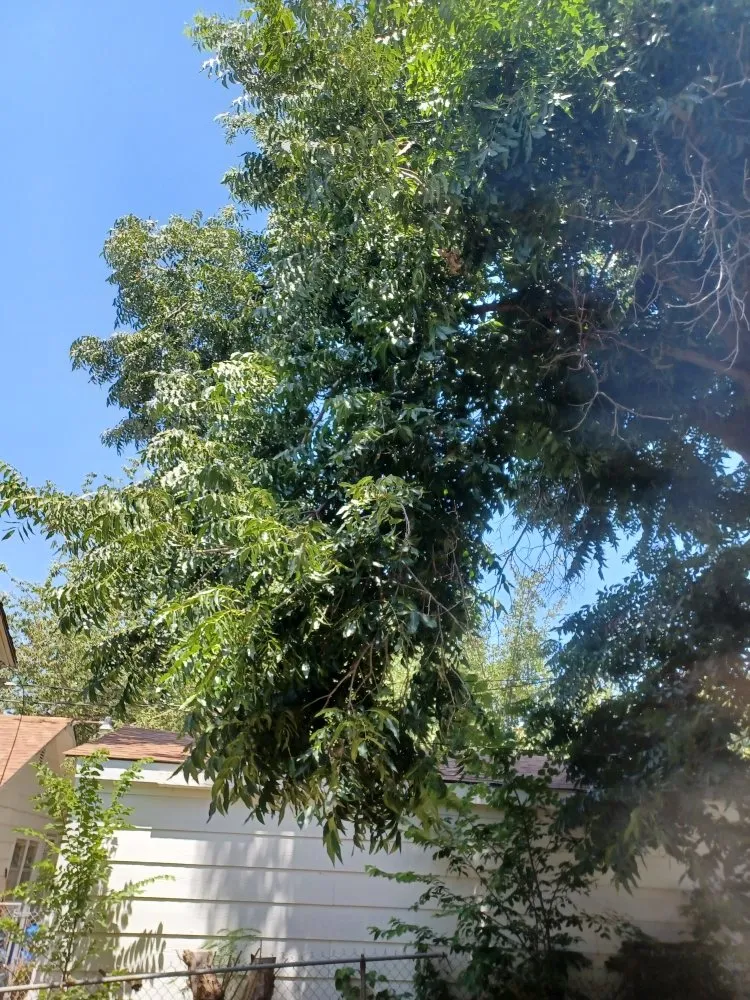 Local landscape installation in Ponca City, OK by Total Land Solutions