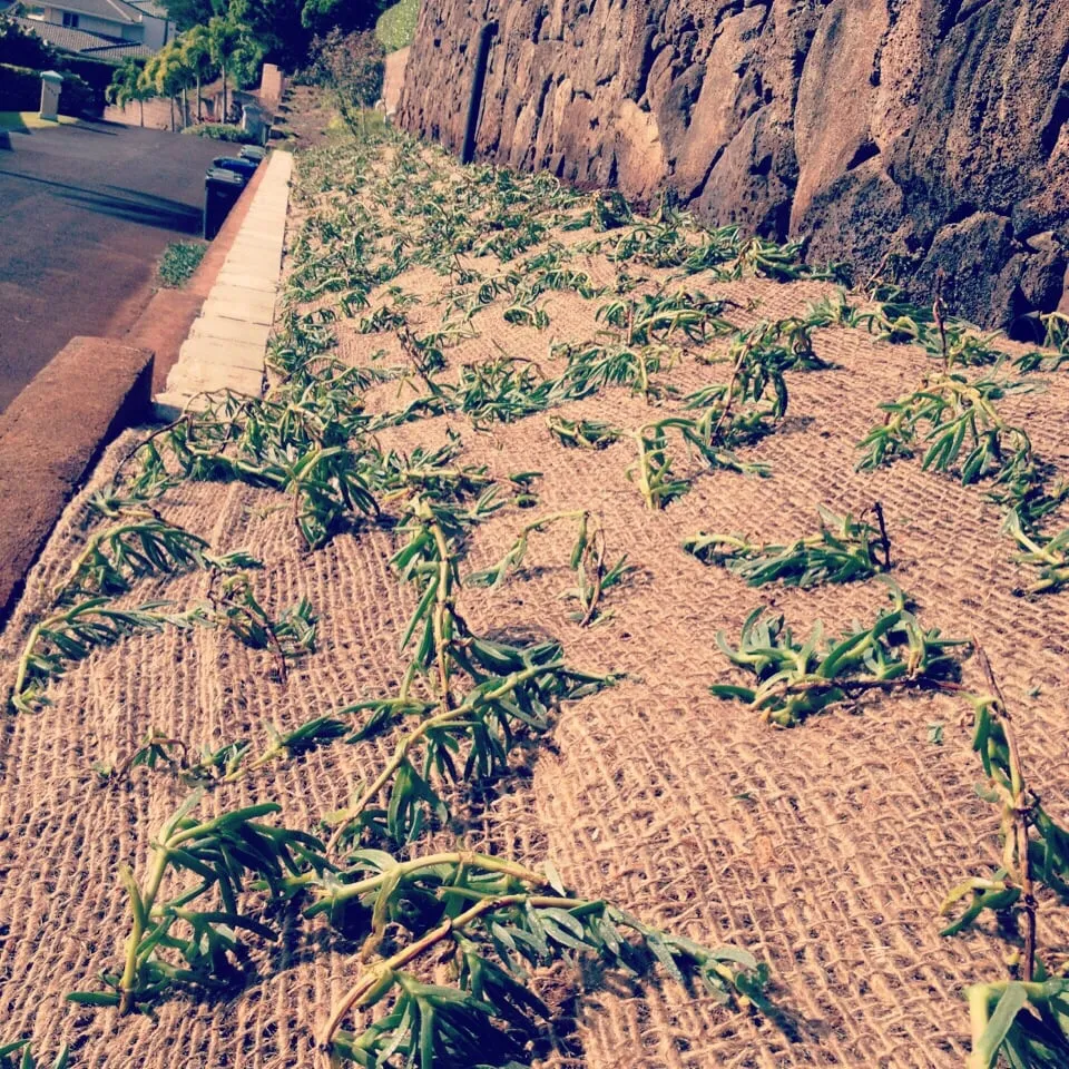 Custom garden landscaping in Honolulu, HI - Total Landscape Management