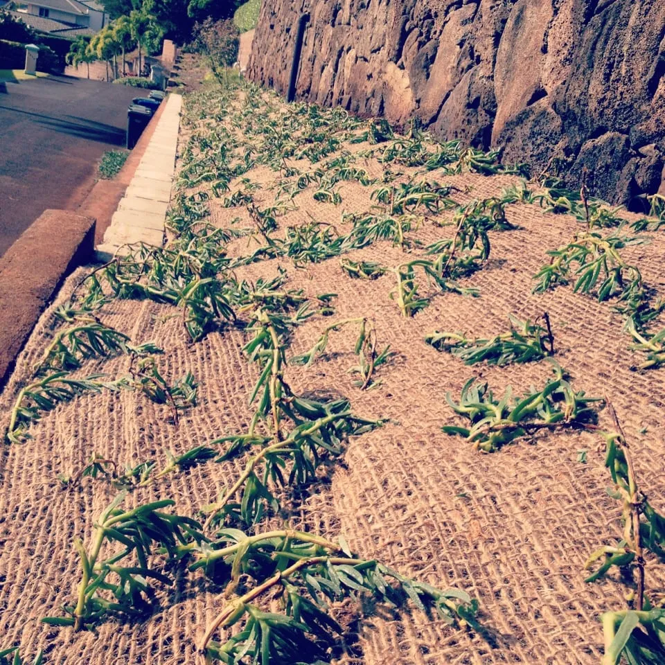 Local lawn mowing service in Honolulu, HI - Total Landscape Management