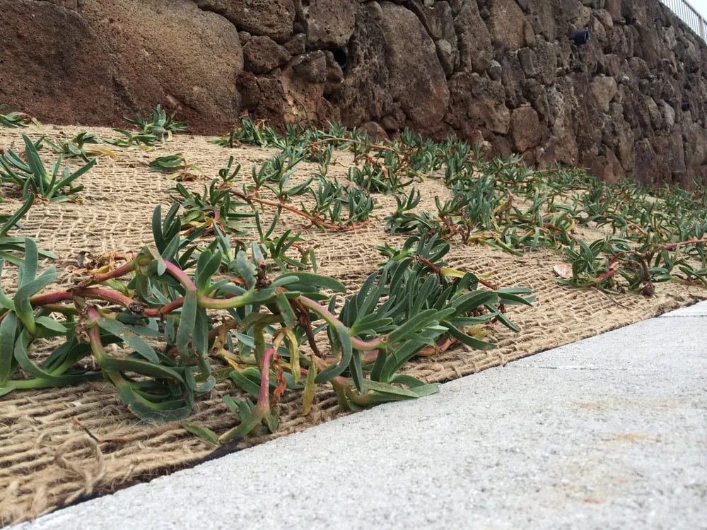 Expert lawn mowing service in Honolulu, HI - Total Landscape Management