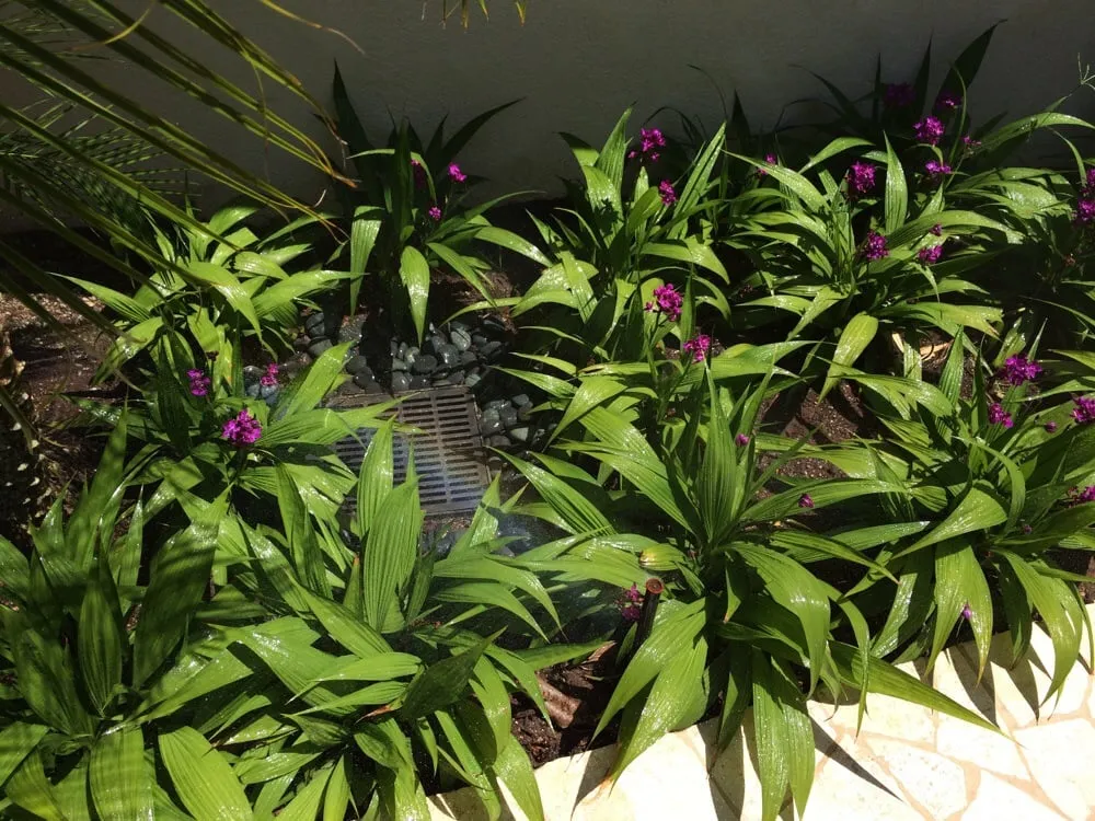 Local lawn care service in Honolulu, HI - Total Landscape Management