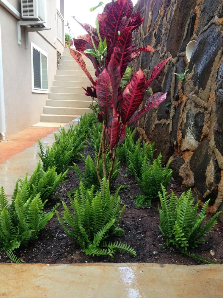 Affordable outdoor landscaping experts serving Honolulu, HI - Total Landscape Management