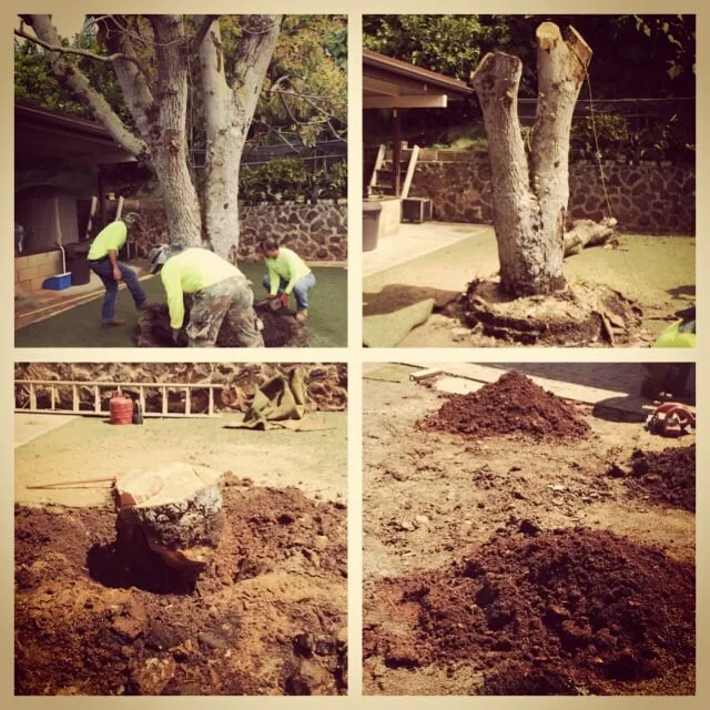 Local landscape installation in Honolulu, HI by Total Landscape Management