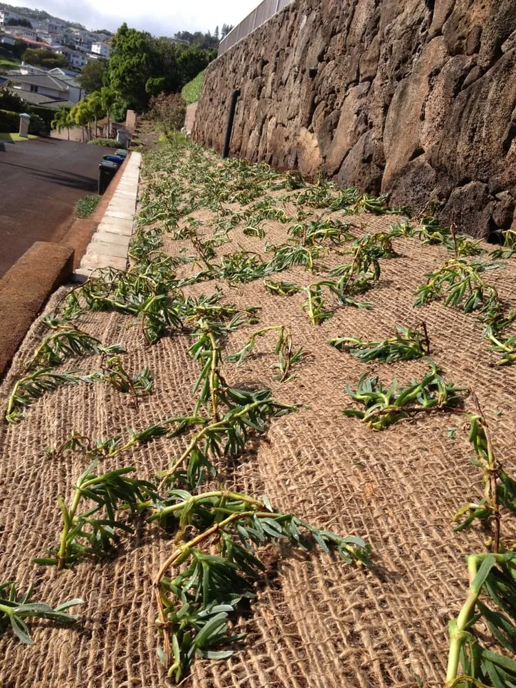 Custom yard cleanup service with custom design across Honolulu, HI - Total Landscape Management