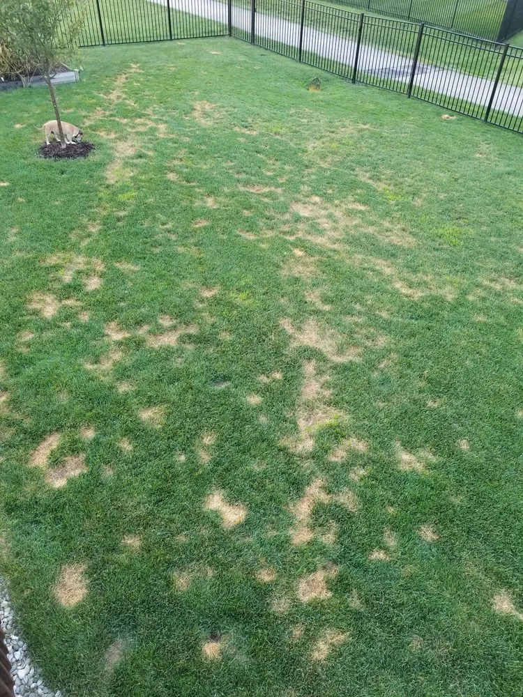 Expert residential landscaping in Indianapolis, IN - Total Lawn Care