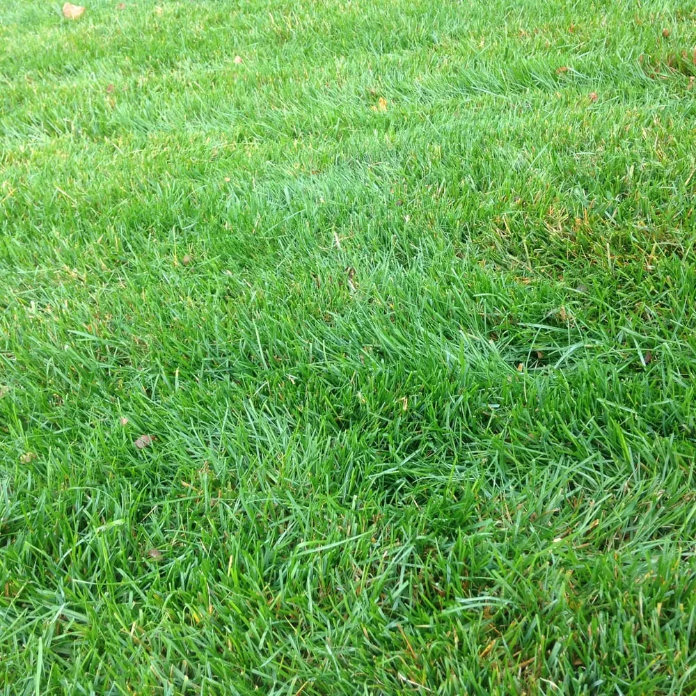 Trusted yard cleanup service for homes across Indianapolis, IN - Total Lawn Care