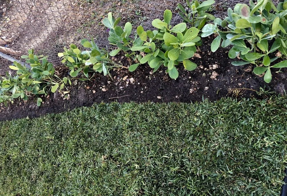 Expert yard cleanup service in Miami, FL by Total Lawn Care Solutions