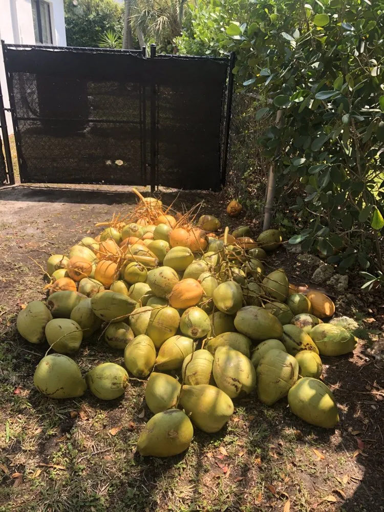 Custom residential landscaping experts serving Miami, FL - Total Lawn Care Solutions