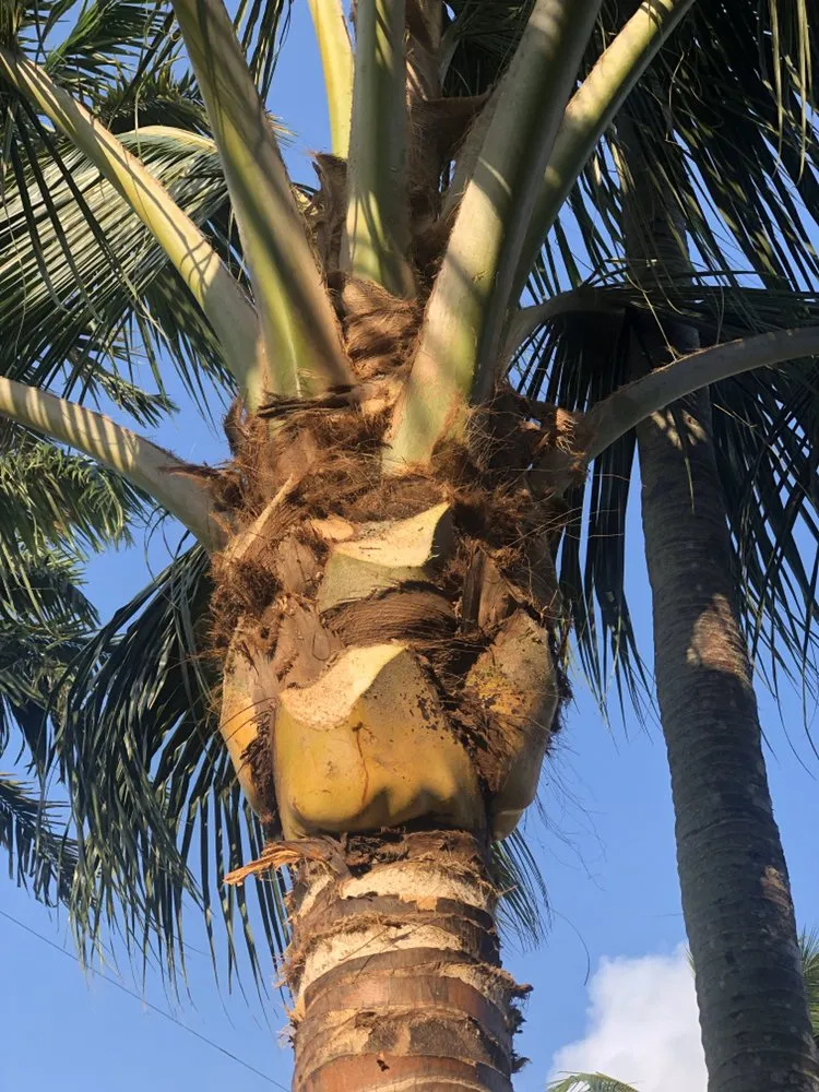 Trusted landscape installation for beautiful yards in Miami, FL by Total Lawn Care Solutions