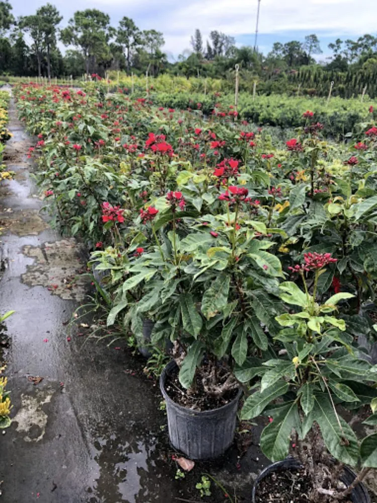 Expert yard cleanup service for beautiful yards across Delray Beach, FL - Total Maintenance