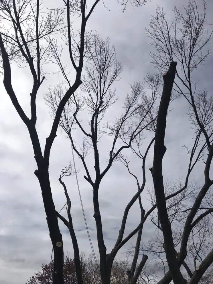 Reliable yard maintenance experts serving Ridley Park, PA - Total Tree and Landscaping