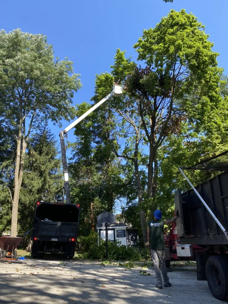 Expert residential landscaping for residential properties across Ridley Park, PA - Total Tree and Landscaping