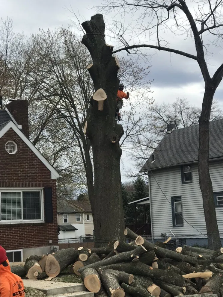 Reliable lawn mowing service in Ridley Park, PA - Total Tree and Landscaping