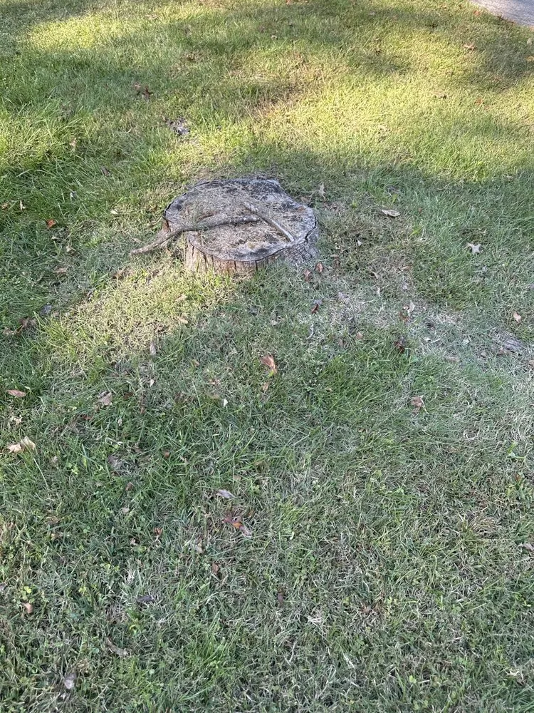 Local lawn care service for beautiful yards in Ridley Park, PA by Total Tree and Landscaping