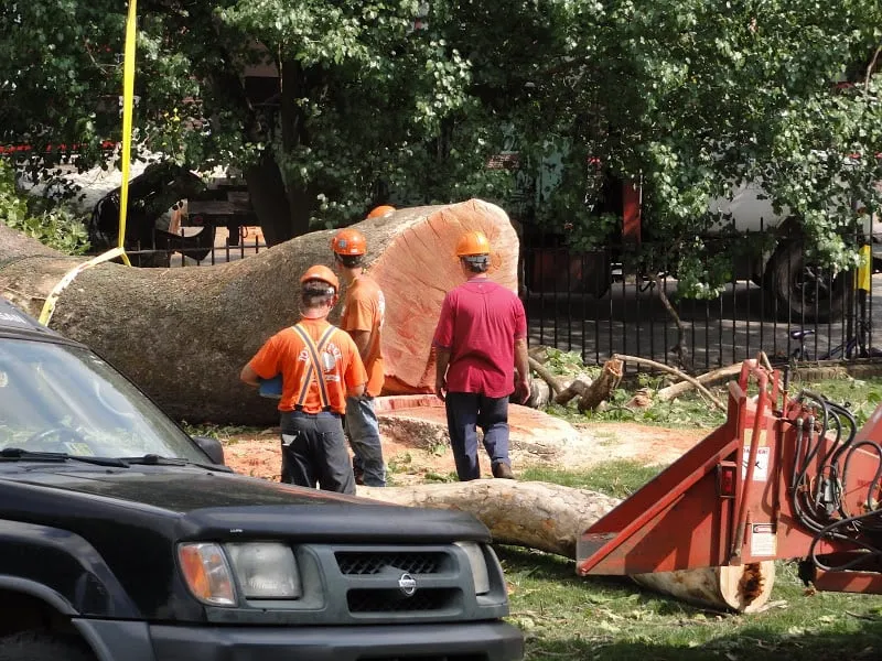 Affordable residential landscaping in Radford, VA - Total Tree Health Care