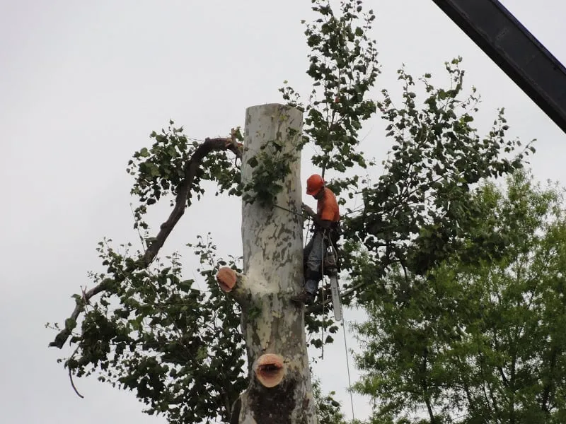 Reliable landscape design experts serving Radford, VA - Total Tree Health Care