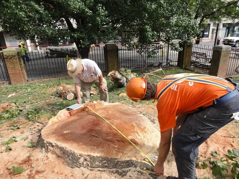 Affordable yard cleanup service in Radford, VA by Total Tree Health Care