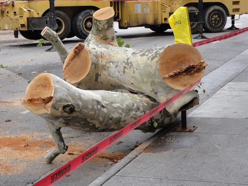 Custom landscaping services for year-round maintenance in Radford, VA by Total Tree Health Care