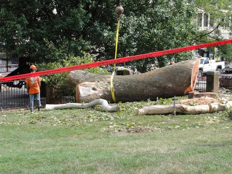 Local yard maintenance in Radford, VA - Total Tree Health Care