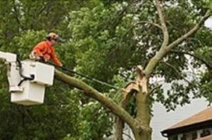 Expert yard cleanup service for homes across Rocky Hill, CT - Total Tree Service & Landscaping