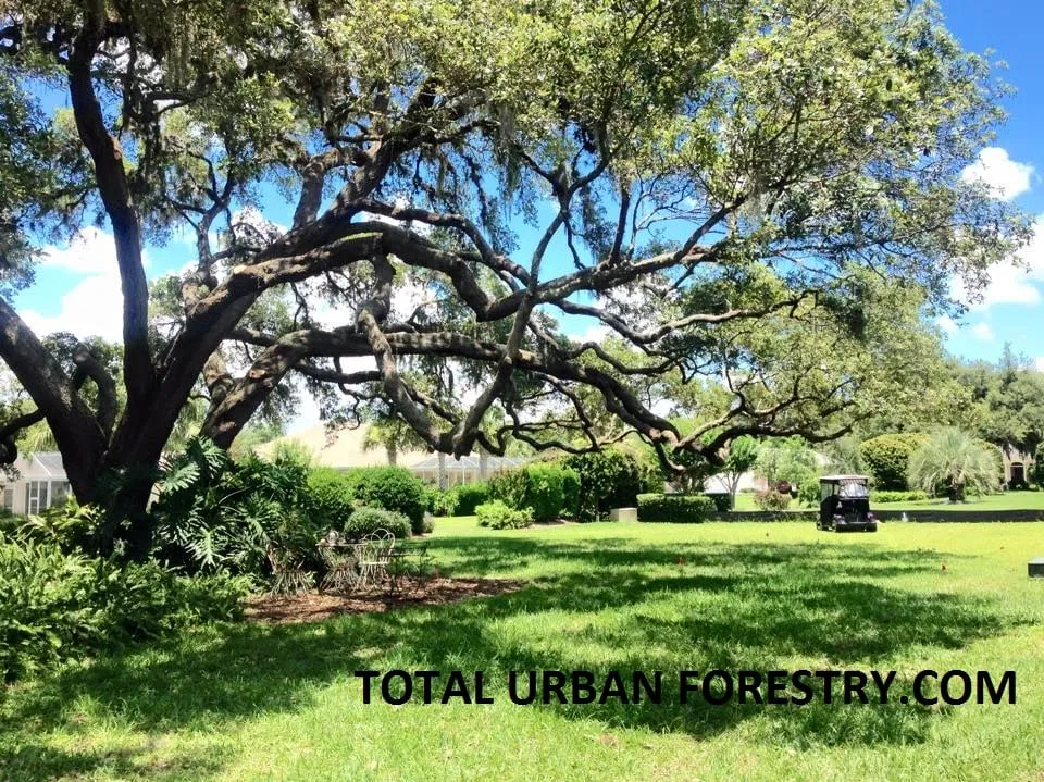 Custom yard maintenance in Ocala, FL - Total Urban Forestry