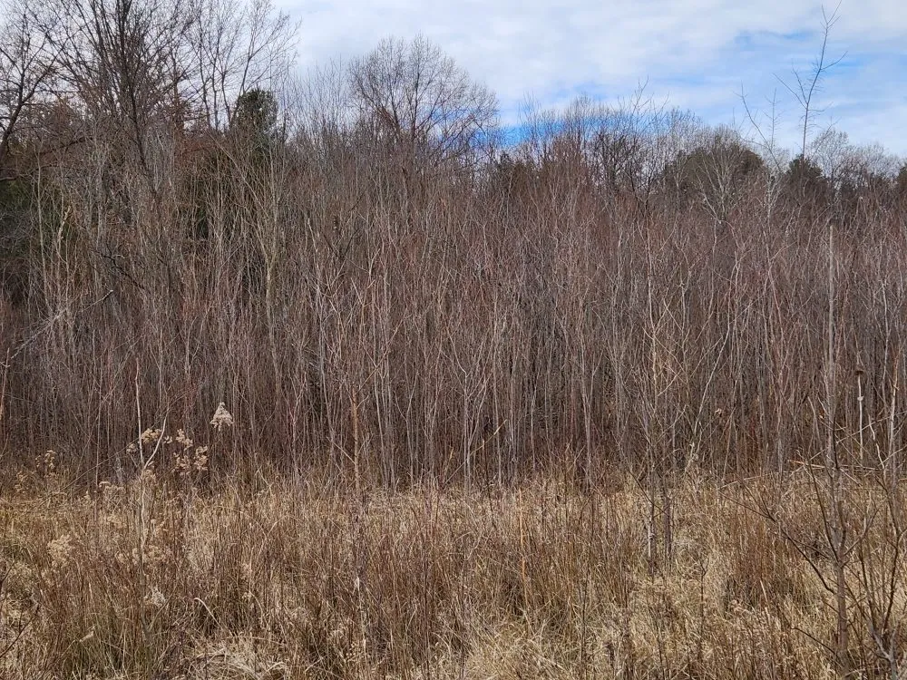 Top-rated landscape installation in Seymour, IN by Total Xteriors and Outdoor Services