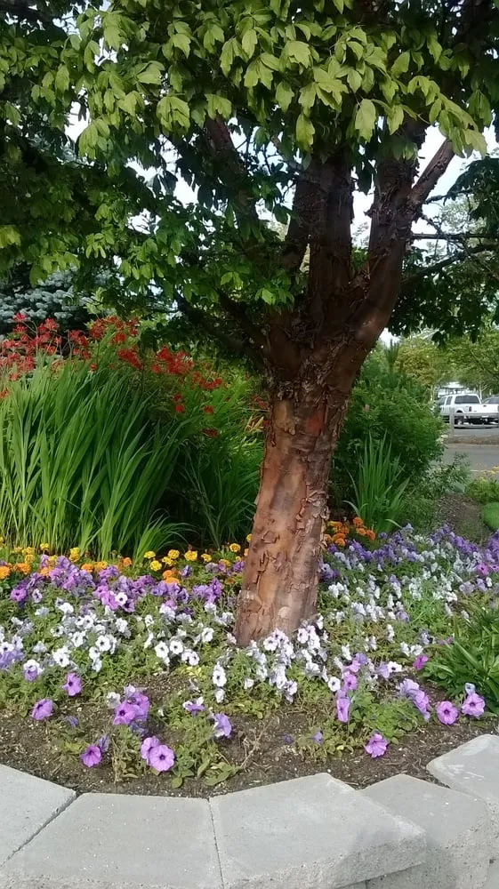 Custom yard cleanup service for year-round maintenance across Bakersfield, CA - Totally Green