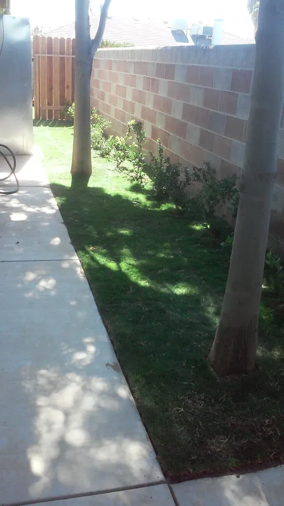 Affordable yard cleanup service in Bakersfield, CA - Totally Green