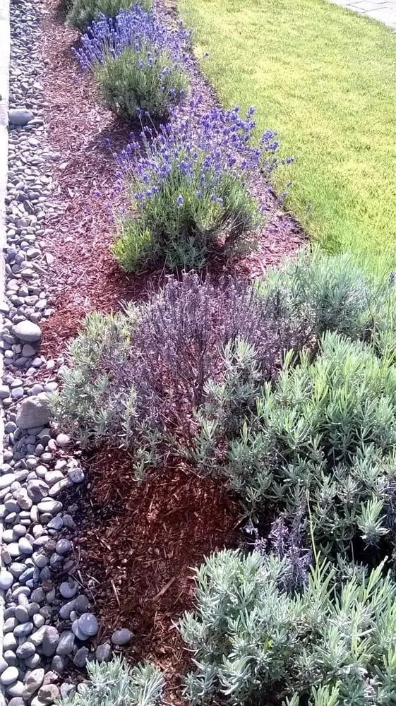 Trusted lawn mowing service in Bakersfield, CA - Totally Green