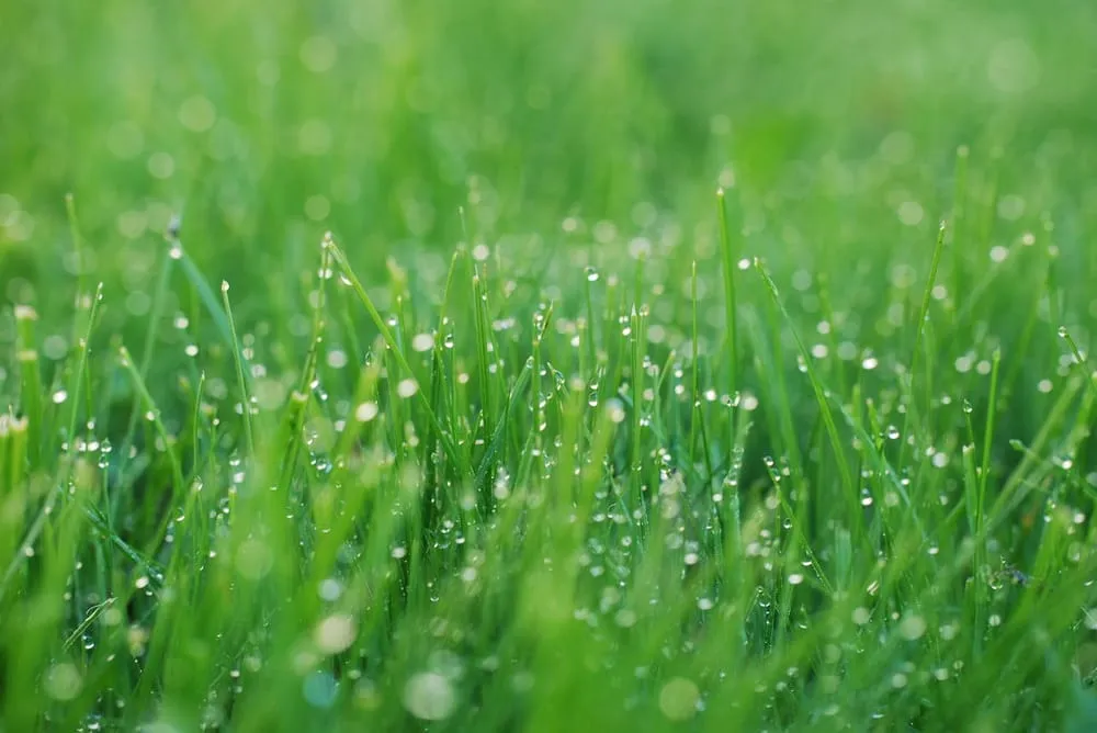 Local landscape installation for residential properties in Bakersfield, CA by Totally Green
