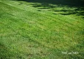 Custom residential landscaping for homes in Bakersfield, CA by Totally Green