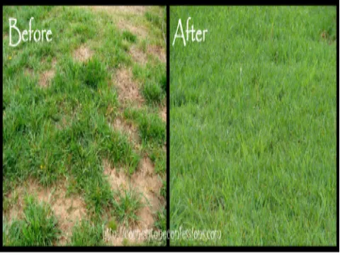 Affordable landscape design in Bakersfield, CA - Totally Green