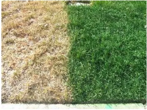 Professional landscape installation in Bakersfield, CA by Totally Green