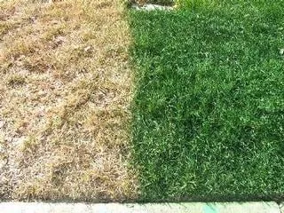 Local garden landscaping in Bakersfield, CA - Totally Green