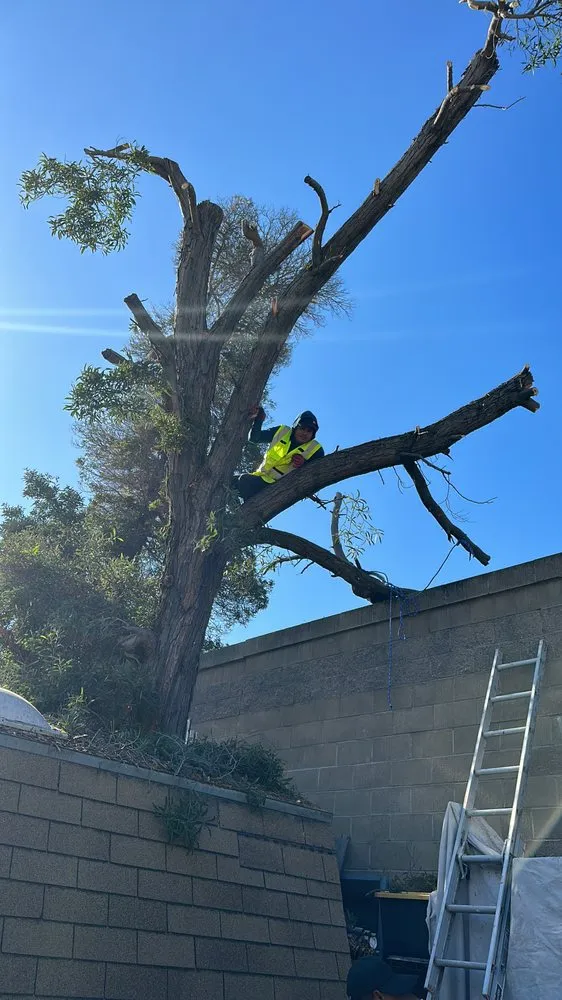 Professional lawn mowing service in East Palo Alto, CA by Toto’s tree service