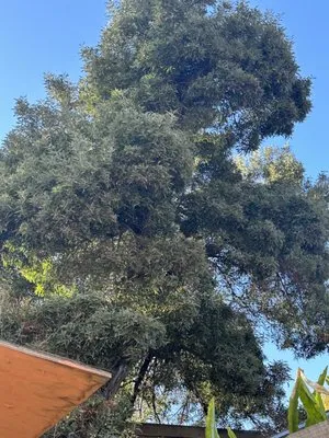 Toto’s tree service Logo