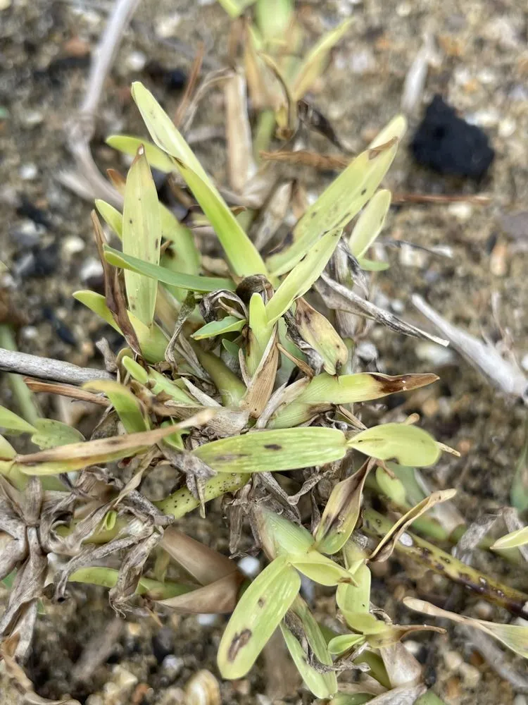 Affordable landscape design for year-round maintenance across Ormond Beach, FL - Toucan Lawn Care & Pest Control