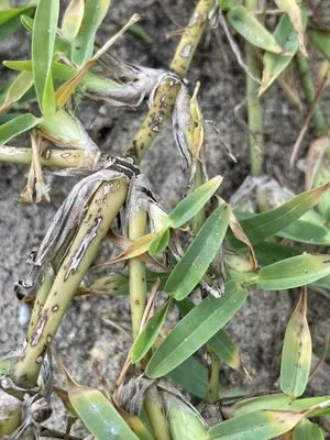 Toucan Lawn Care & Pest Control Logo