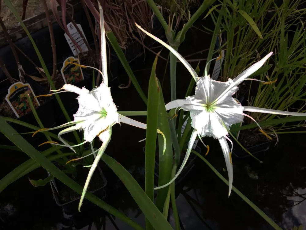 Local outdoor landscaping for outdoor upgrades in Ocala, FL by Touch Of Paradise Designs