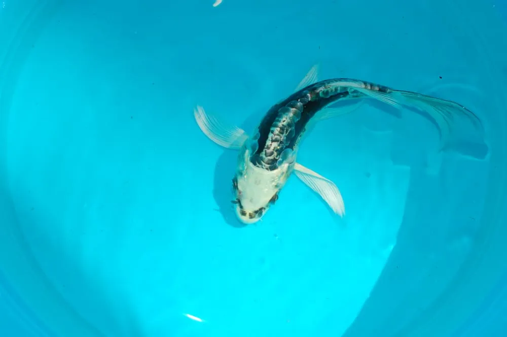 Custom lawn mowing service experts serving Ocala, FL - Touch Of Paradise Designs