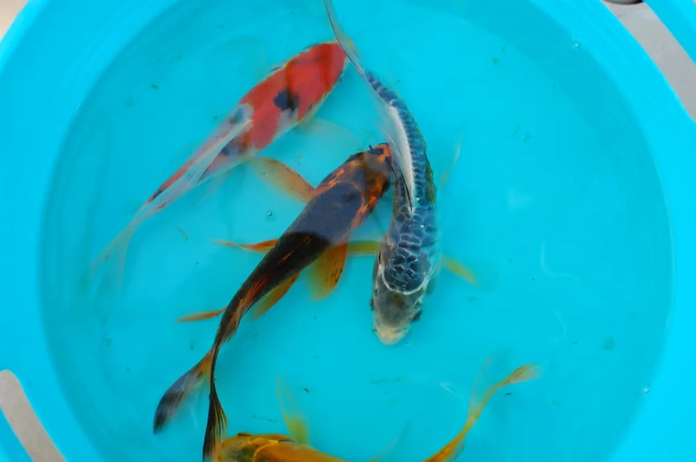 Local landscape installation for outdoor upgrades across Ocala, FL - Touch Of Paradise Designs