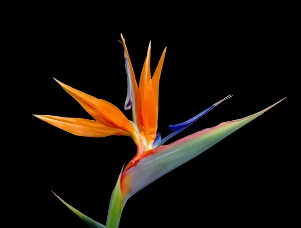 Affordable yard maintenance in Blasdell, NY - Touch of Paradise Landscaping