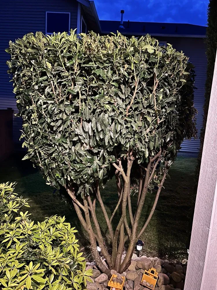 Top-rated lawn mowing service experts serving Puyallup, WA - Touch of Spring