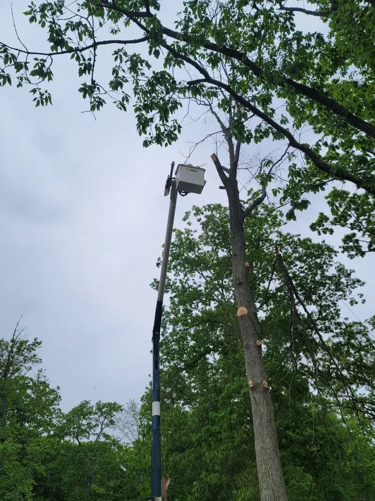 Top-rated yard cleanup service for outdoor upgrades across Heathsville, VA - Tough Cuts Tree and Scapes