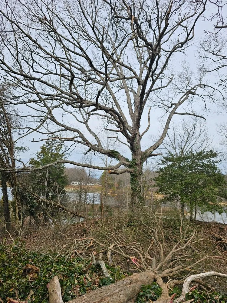 Local yard maintenance in Heathsville, VA - Tough Cuts Tree and Scapes
