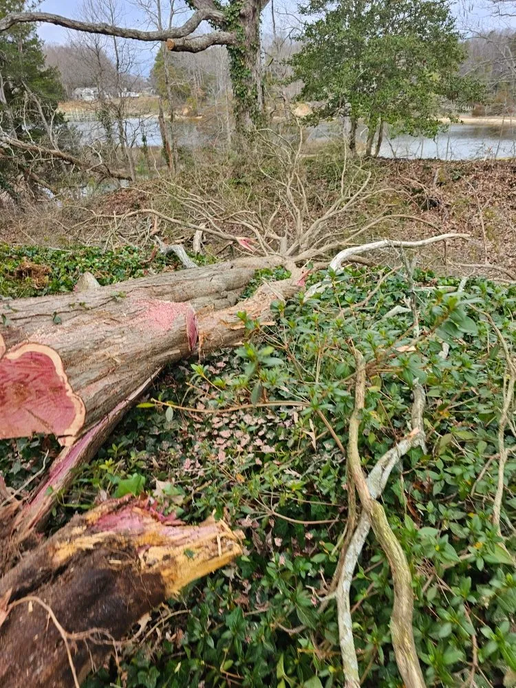 Top-rated yard maintenance experts serving Heathsville, VA - Tough Cuts Tree and Scapes